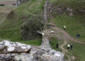 A piece of the illegally felled Sycamore Gap tree is going on display – and you can hug it