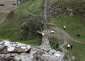 A piece of the illegally felled Sycamore Gap tree is going on display – and you can hug it